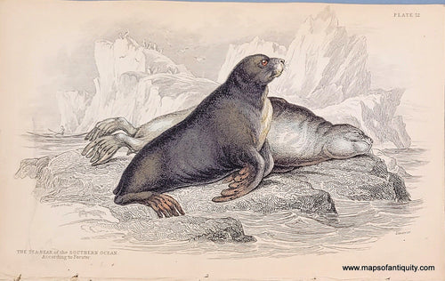 Genuine-Antique-Hand-colored-Print-Plate-22---The-Sea-Bear-of-the-Southern-Ocean-According-to-Forster-c-1840-Jardine-Maps-Of-Antiquity