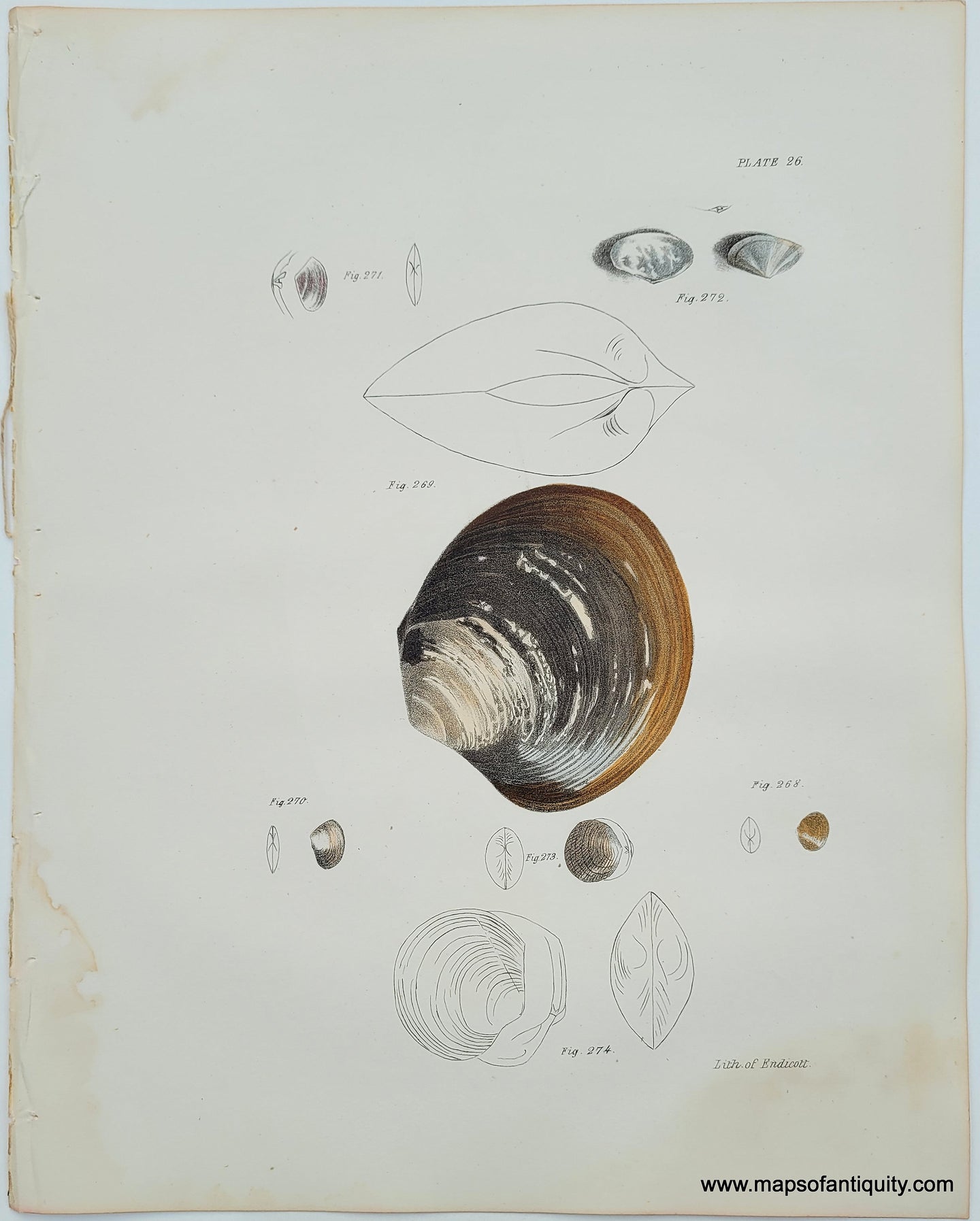 Antique-Lithograph-Antique-Shell-Print-1840s-Endicott-Sea-shells-seashells-bivalve-1800s-19th-century-Maps-of-Antiquity