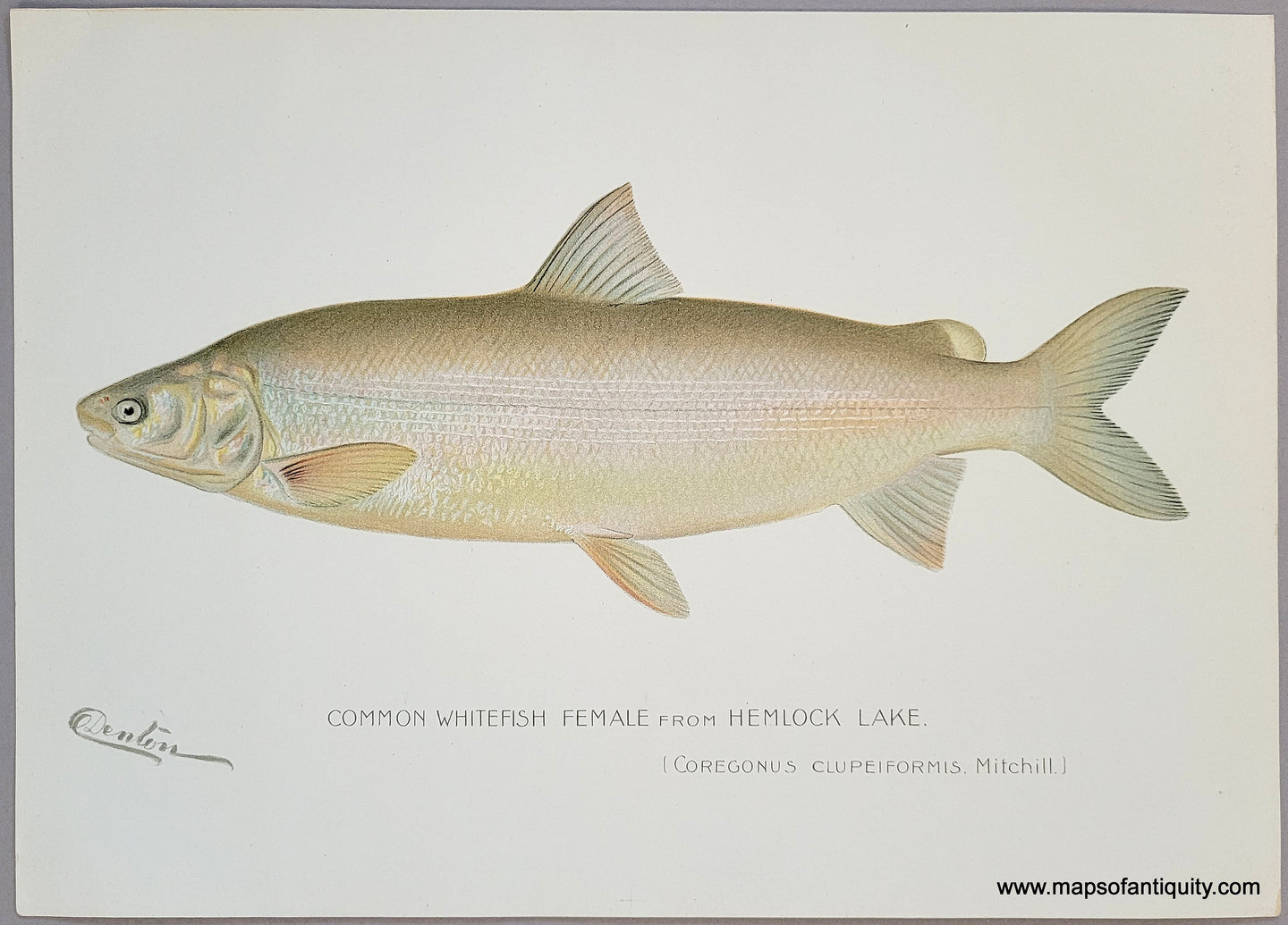 Original-Genuine-Antique-Chromolithograph-Common-Whitefish-Female-from-Hemlock-Lake--1900-Denton-Maps-Of-Antiquity