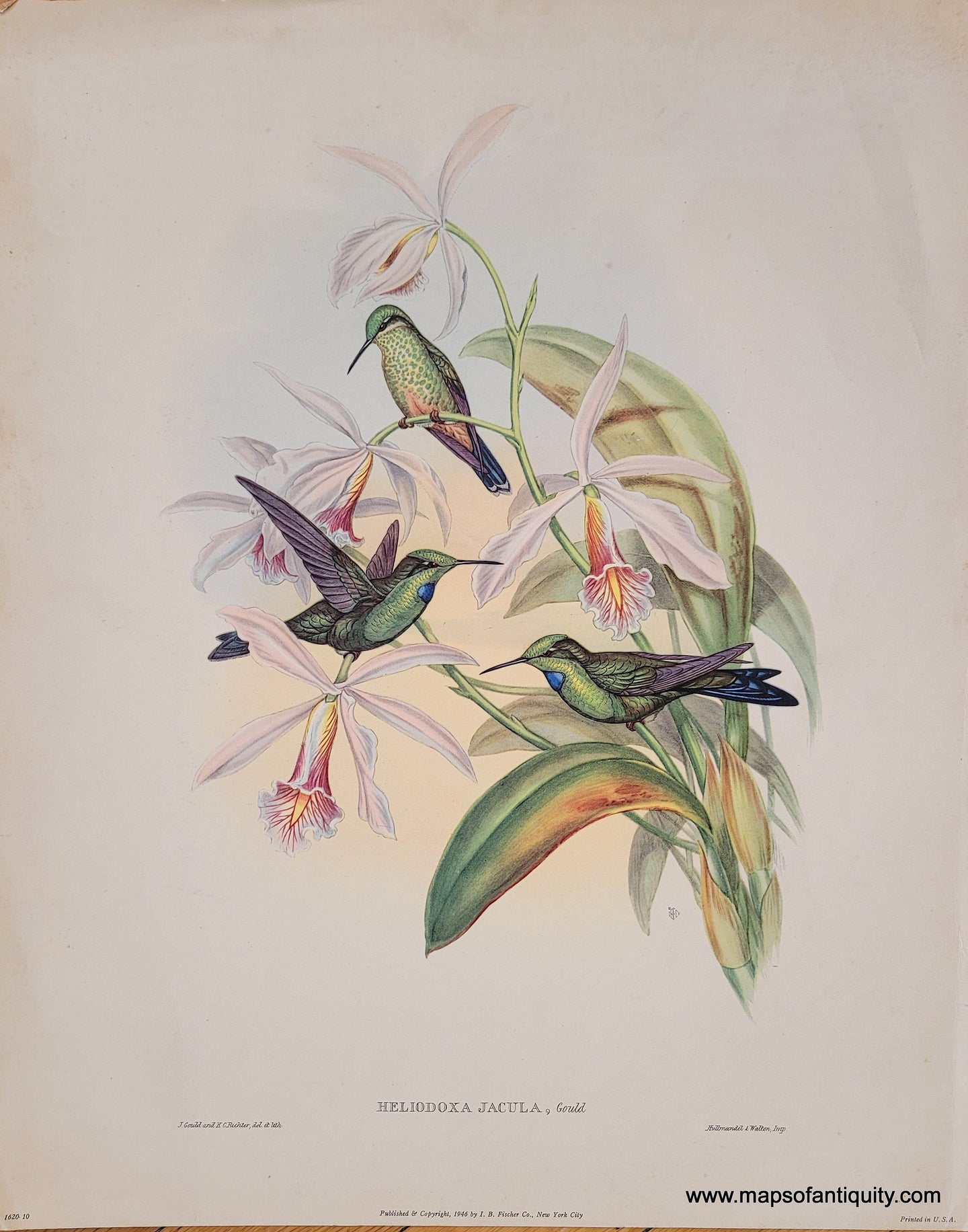 Genuine-Vintage-Print-Hummingbirds---Heliodoxa-Jacula-Gould-1946-I-B-Fischer-Co--Maps-Of-Antiquity