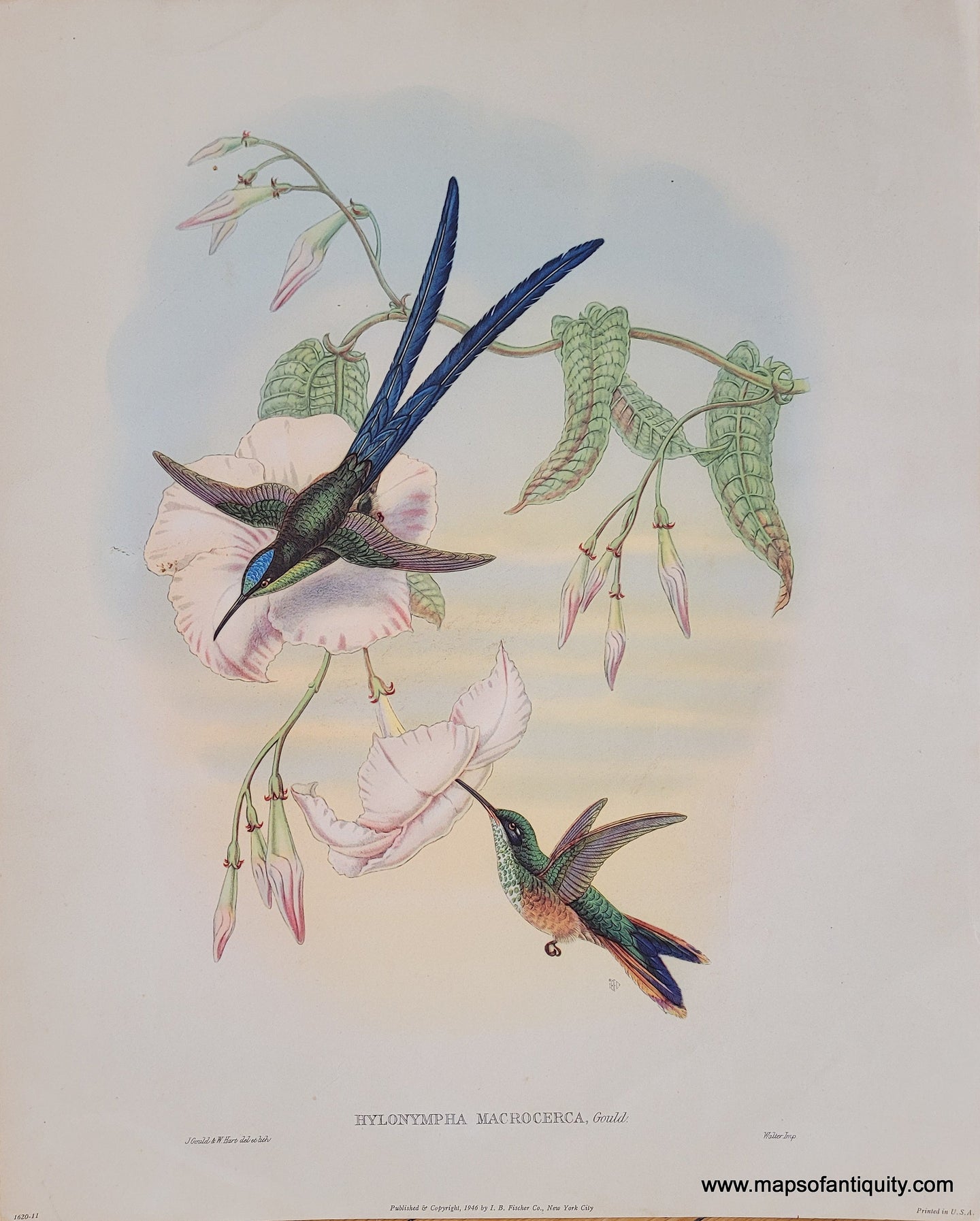 Genuine-Vintage-Print-Hummingbirds---Hylonympha-Macrocerca-Gould-1946-I-B-Fischer-Co--Maps-Of-Antiquity