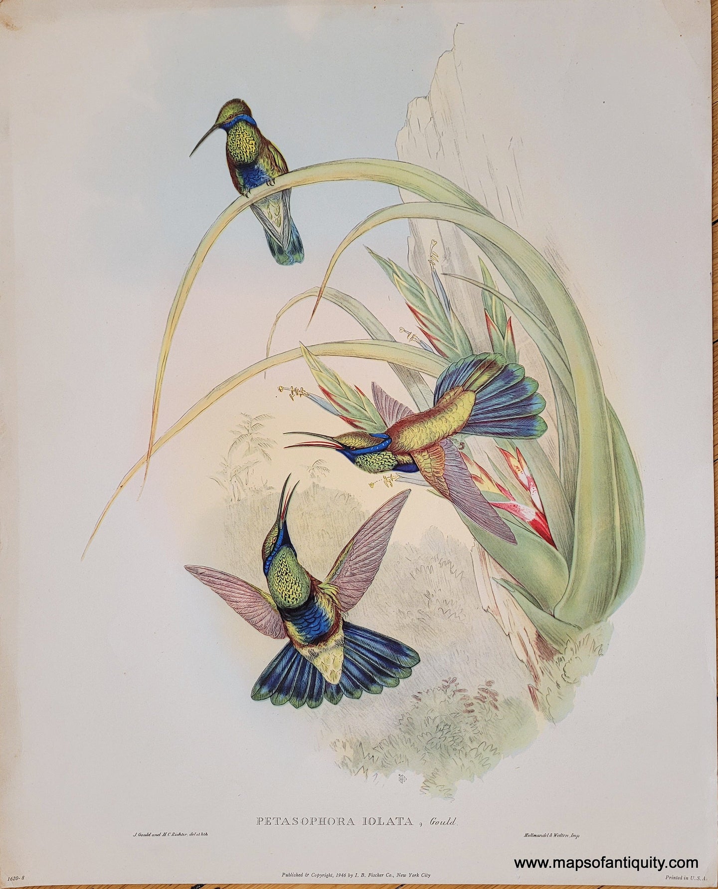 Genuine-Vintage-Print-Hummingbirds---Petasophora-Iolata-Gould-1946-I-B-Fischer-Co--Maps-Of-Antiquity