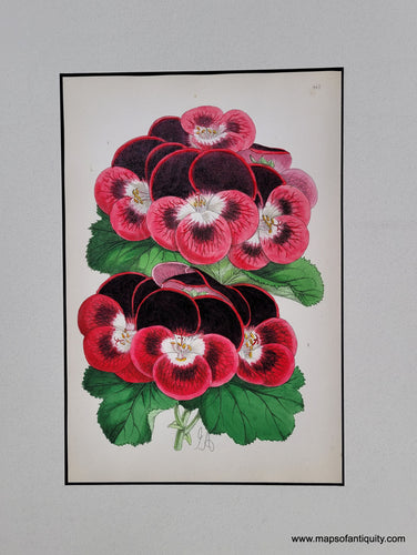 Genuine-Antique-Print-Geranium-1870-J-Andrews-Maps-Of-Antiquity