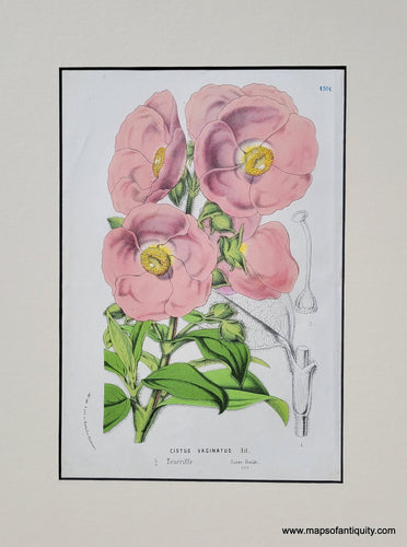 Genuine-Antique-Print-Rockrose-Cistus-symphytifolius-1850-Van-Houtte-Maps-Of-Antiquity