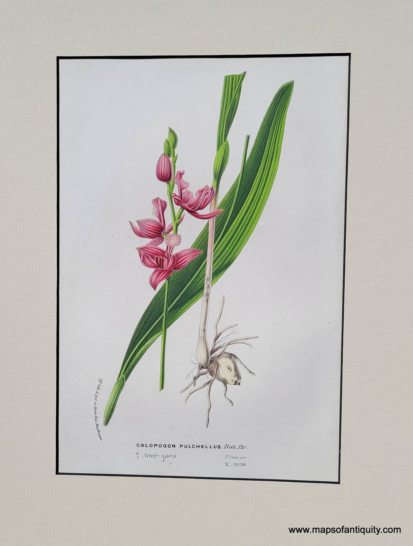 Genuine-Antique-Print-Orchid-Calapogon-pulchellus-1850-Van-Houtte-Maps-Of-Antiquity