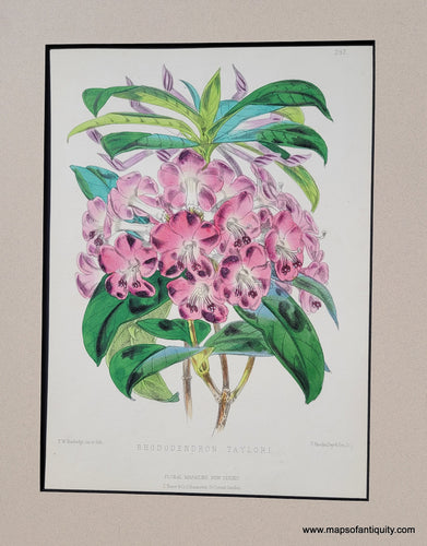 Genuine-Antique-Print-Rhododendron-Taylori-1850-L-Reeve-&-Co--Floral-Magazine-Maps-Of-Antiquity