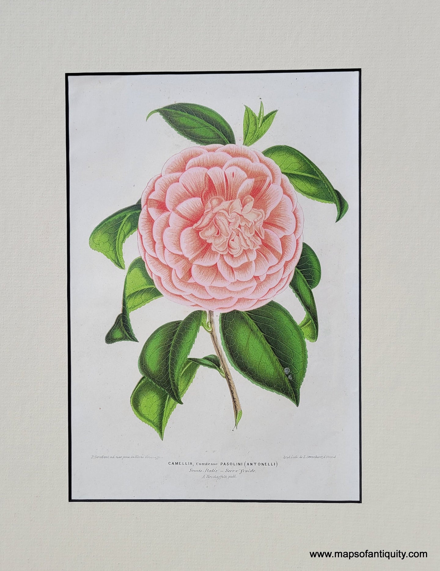 Genuine-Antique-Print-Camellia-Comtesse-Pasolini-1870-Ambroise-Verschaffelt-lIllustration-Horticole-Maps-Of-Antiquity