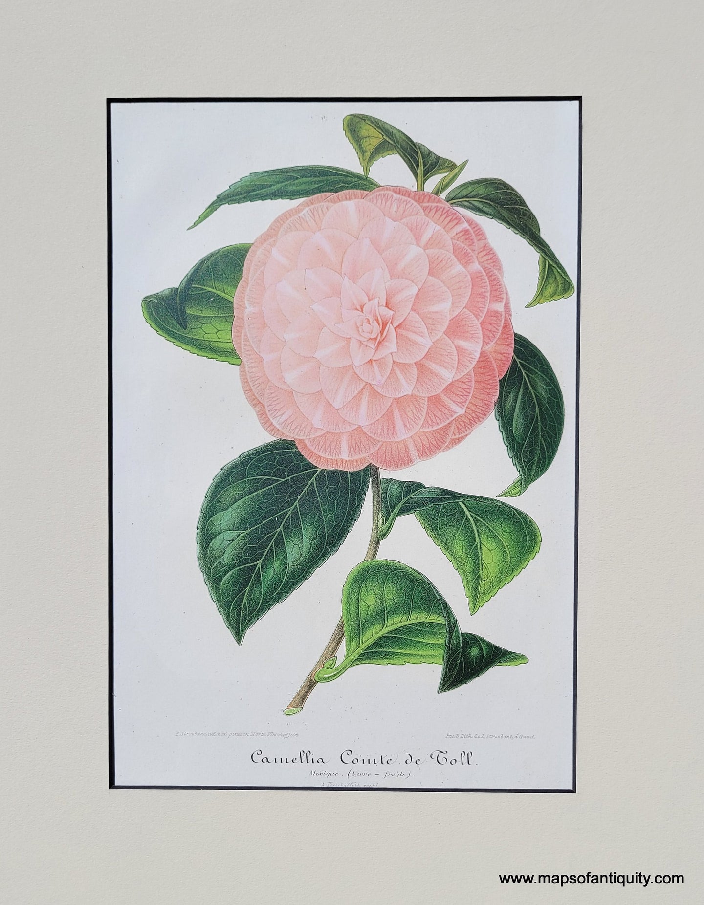Genuine-Antique-Print-Camellia-Comt-de-Toll-1870-Ambroise-Verschaffelt-lIllustration-Horticole-Maps-Of-Antiquity