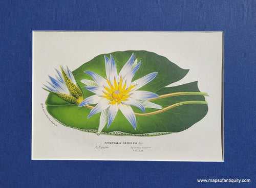 Genuine-Antique-Print-Water-lily-Nymphaea-Caerulea-1850-Van-Houtte-Maps-Of-Antiquity