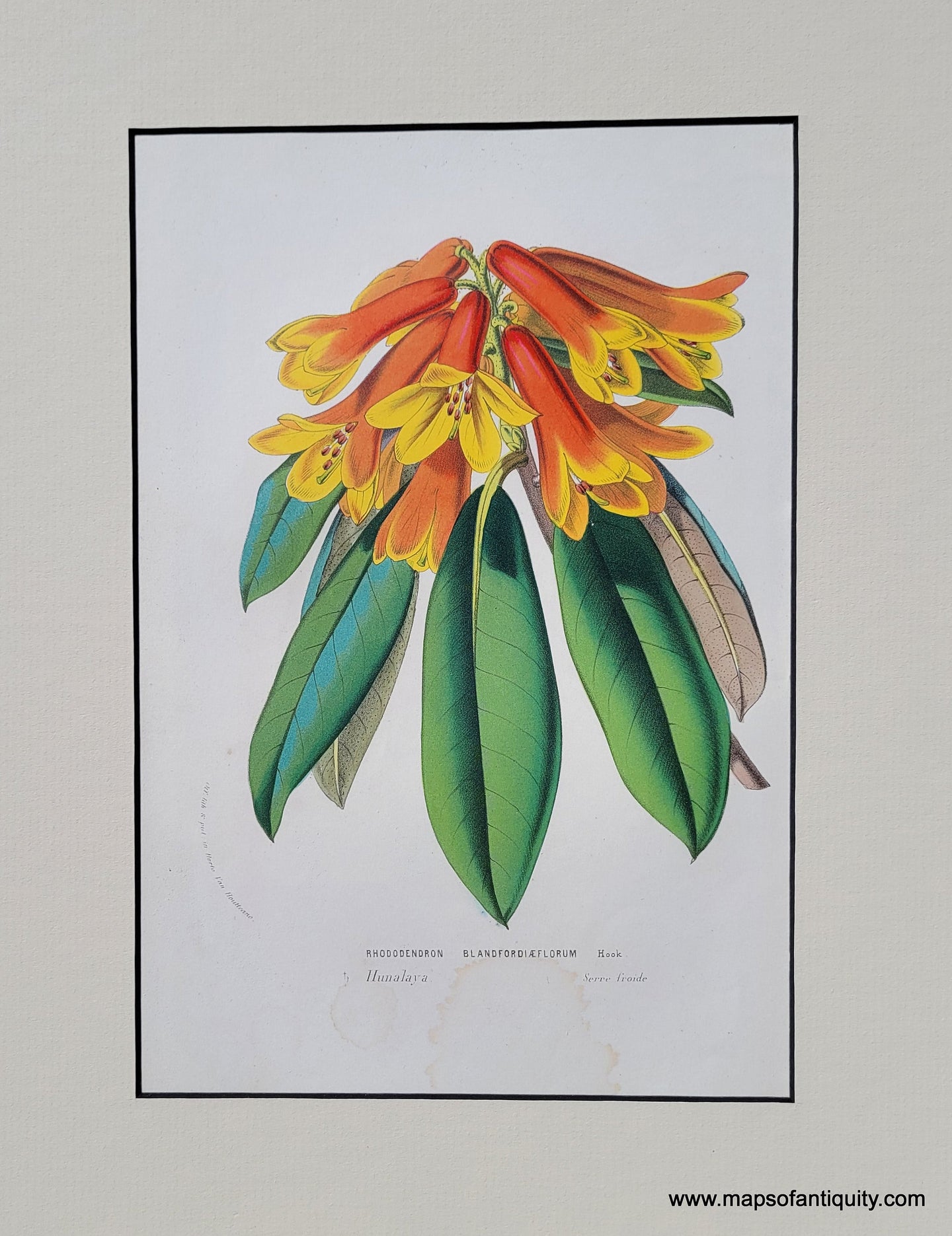 Genuine-Antique-Print-Rhododendron-Blandfordiaeflorum-1850-Van-Houtte-Maps-Of-Antiquity