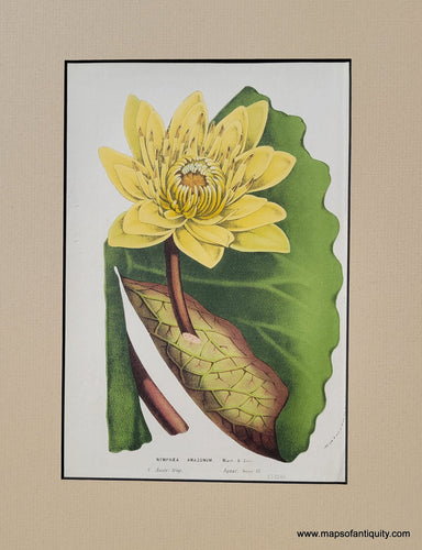 Genuine-Antique-Print-Water-lily-Nymphaea-Amazonum-1850-Van-Houtte-Maps-Of-Antiquity