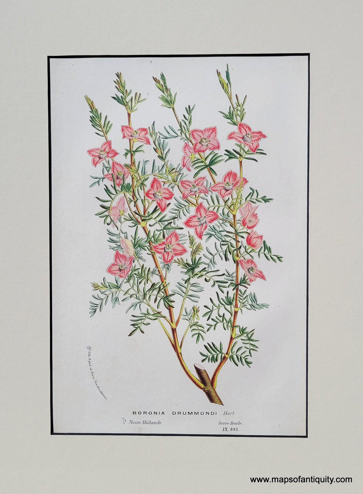 Genuine-Antique-Print-Pink-Boronia-Boronia-drummondi-1850-Van-Houtte-Maps-Of-Antiquity
