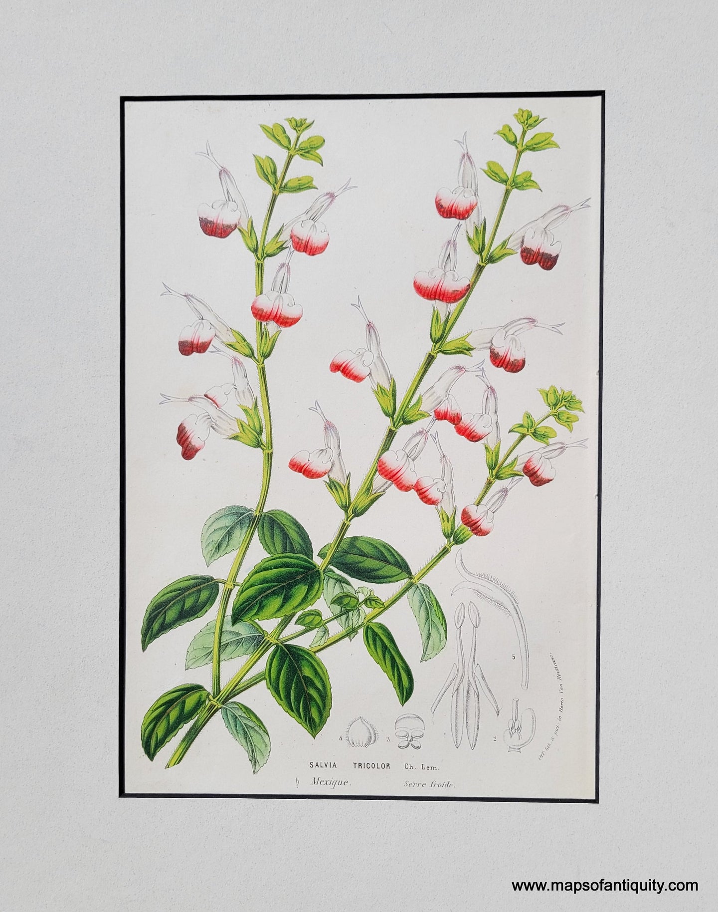 Genuine-Antique-Print-Salvia-tricolor-Lem--1850-Van-Houtte-Maps-Of-Antiquity