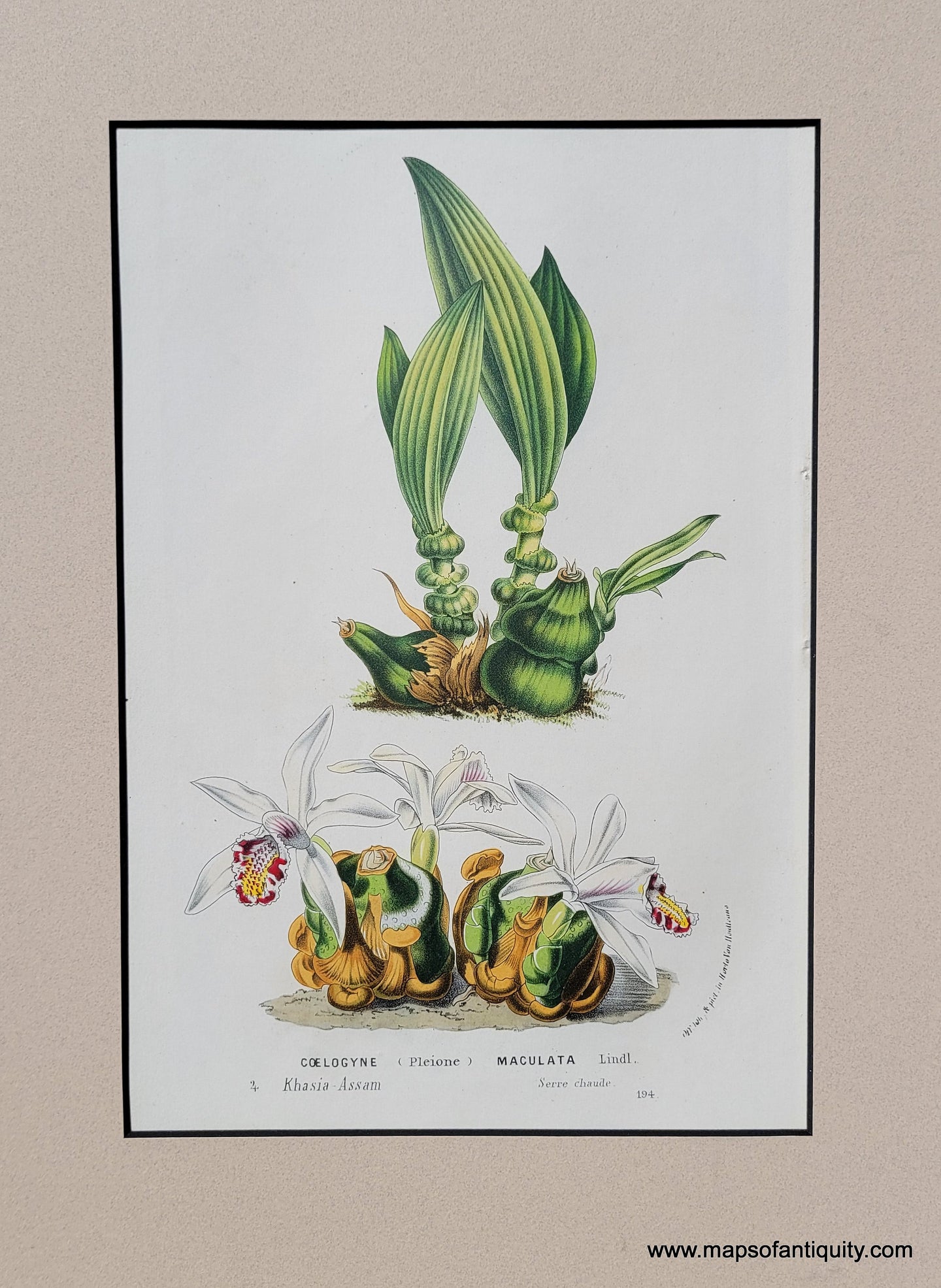 Genuine-Antique-Print-Orchid-Coelogyne-Pleione-Maculata-Lindl--1850-Van-Houtte-Maps-Of-Antiquity