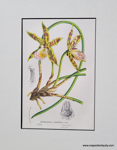 Genuine-Antique-Print-Orchid-Bifrenaria-Hadweni-Lindl--1850-Van-Houtte-Maps-Of-Antiquity