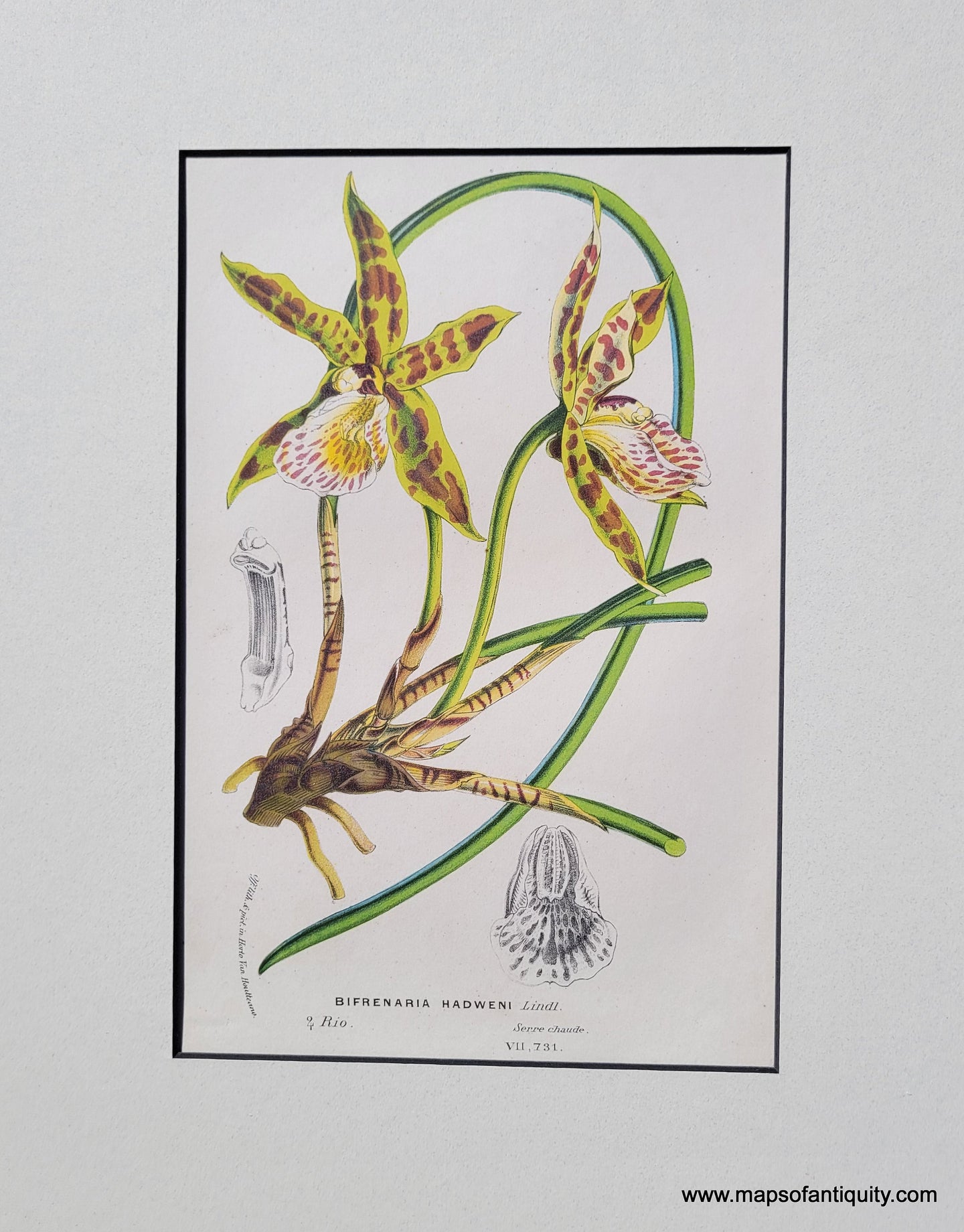 Genuine-Antique-Print-Orchid-Bifrenaria-Hadweni-Lindl--1850-Van-Houtte-Maps-Of-Antiquity