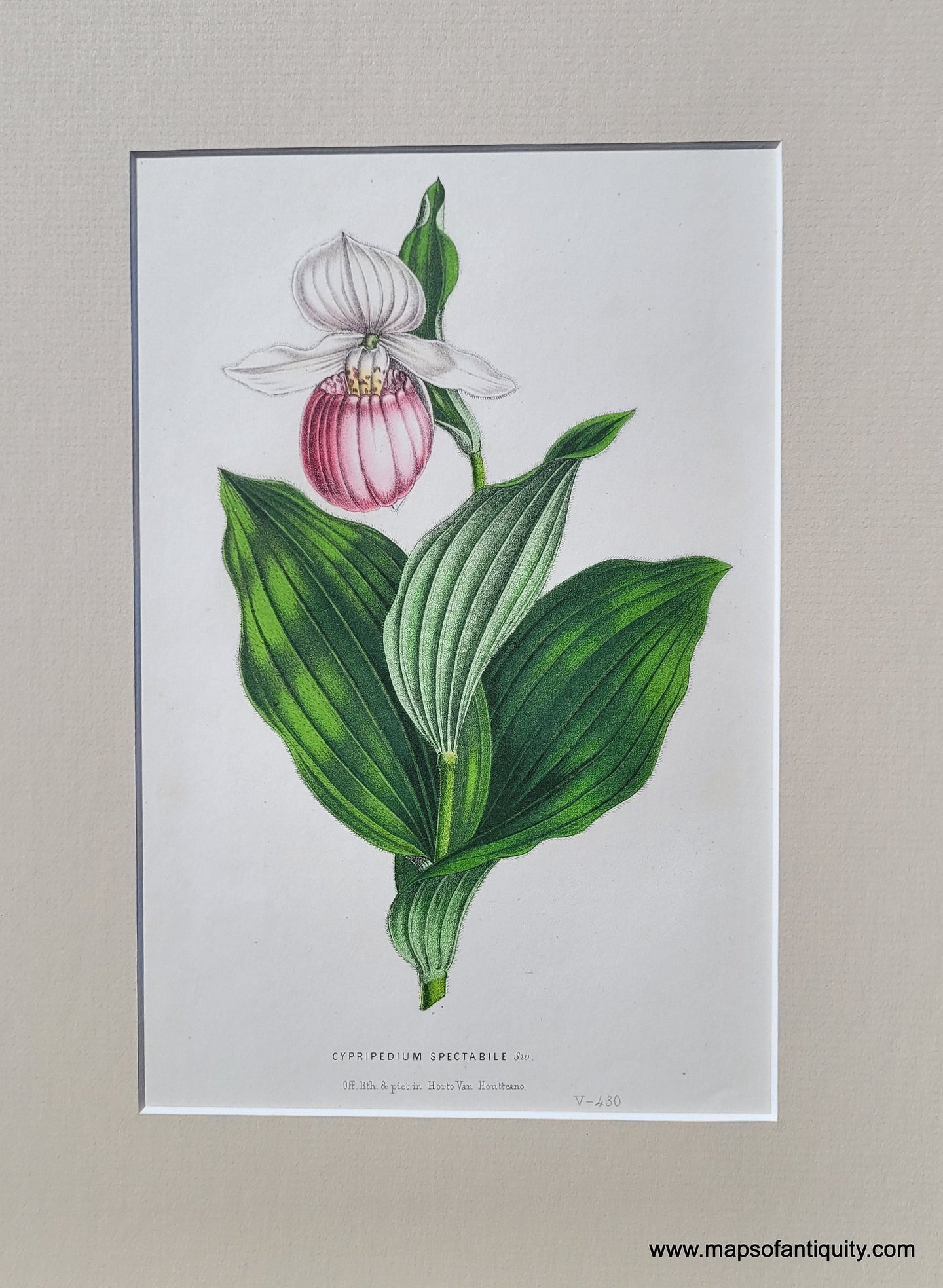 Genuine-Antique-Print-Lady's-Slipper-Orchid-Cypripedium-spectabile-1850-Van-Houtte-Maps-Of-Antiquity