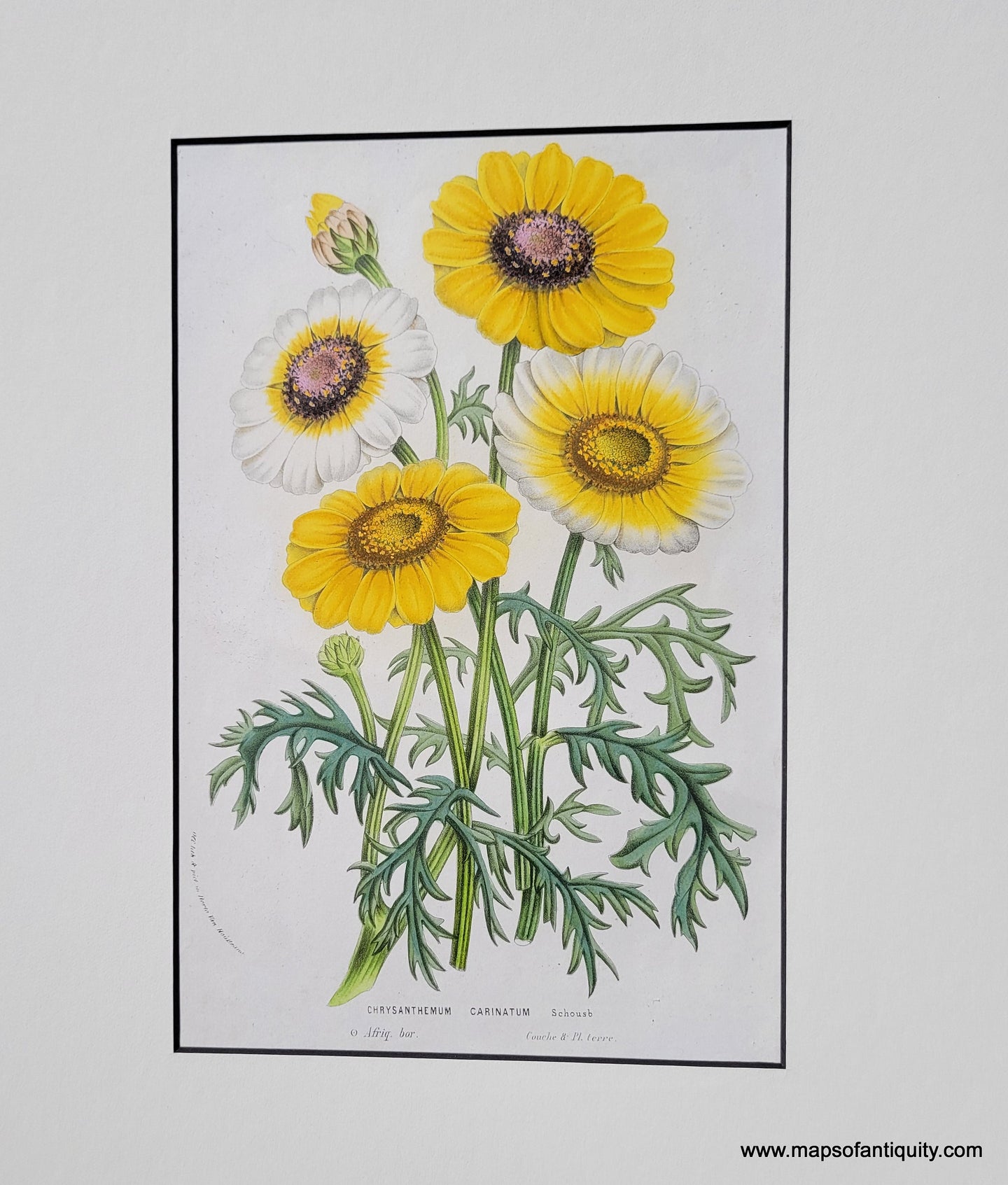 Genuine-Antique-Print-Painted-Daisy-Chrysanthemum-carinatum-1850-Van-Houtte-Maps-Of-Antiquity