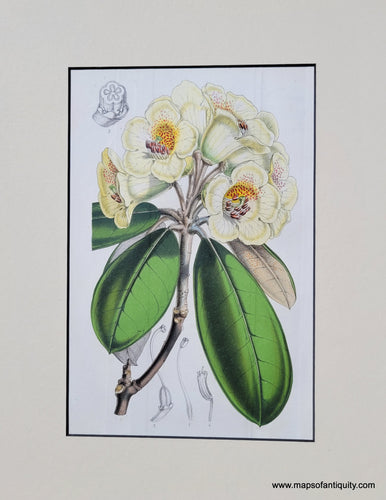 Genuine-Antique-Print-Rhododendron-1850-possibly-Van-Houtte-Maps-Of-Antiquity