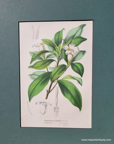 Genuine-Antique-Print-September-Bells-Gardenia-Globosa-Hochst-Rothmannia-globosa-1850-Van-Houtte-Maps-Of-Antiquity