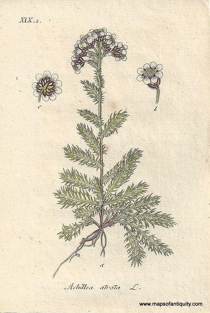 Genuine-Antique-Botanical-Print-Achillea-atrata-black-yarrow-or-dark-stemmed-sneezewort--1806-Jacob-Sturm-Maps-Of-Antiquity