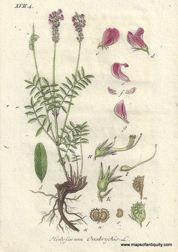 Genuine-Antique-Botanical-Print-Hedysarun-Onobrychis-Onobrychis-viciifolia-also-known-as-O-sativa-or-common-sainfoin--1806-Jacob-Sturm-Maps-Of-Antiquity