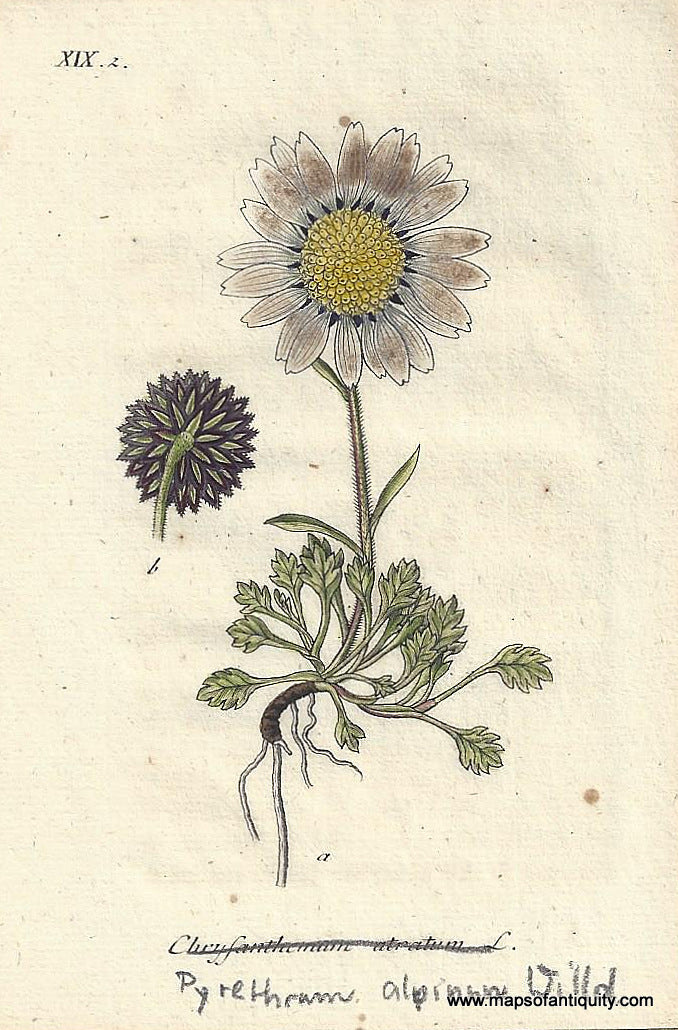 Genuine-Antique-Botanical-Print-Chrysanthemum-atratum-Leucanthemum-Atratum-or-Atratum-Daisy---1806-Jacob-Sturm-Maps-Of-Antiquity