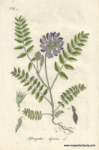 Genuine-Antique-Botanical-Print-Astralagus-alpinus-alpine-milk-vetch--1806-Jacob-Sturm-Maps-Of-Antiquity