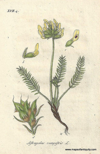 Genuine-Antique-Botanical-Print-Astragalus-campestris-Oxytropis-campestris-or-field-locoweed--1806-Jacob-Sturm-Maps-Of-Antiquity