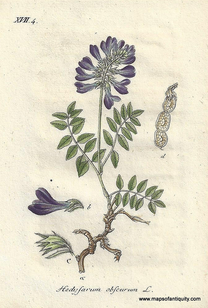 Genuine-Antique-Botanical-Print-Hedysarum-obscurum-Hedysarum-hedysaroides-or-alpine-sainfoin--1806-Jacob-Sturm-Maps-Of-Antiquity