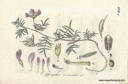 Genuine-Antique-Botanical-Print-Astragalus-arenarius-sand-milk-vetch-or-sand-milkvetch-1806-Jacob-Sturm-Maps-Of-Antiquity