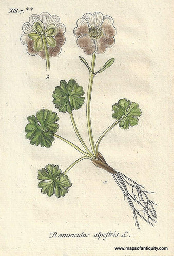 Genuine-Antique-Botanical-Print-Ranunculus-alpestris-Alpine-buttercup--1806-Jacob-Sturm-Maps-Of-Antiquity