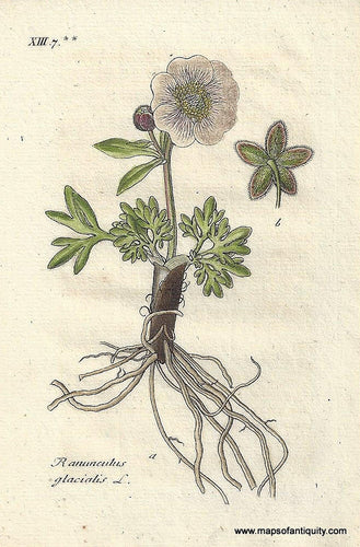 Genuine-Antique-Botanical-Print-Ranunculus-glacialis-Glacier-buttercup--1806-Jacob-Sturm-Maps-Of-Antiquity