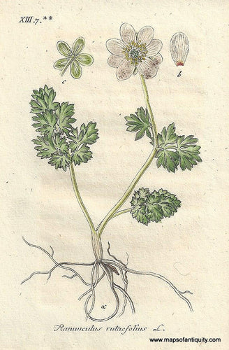 Genuine-Antique-Botanical-Print-Ranunculus-Rutaefolius-rue-buttercup--1806-Jacob-Sturm-Maps-Of-Antiquity