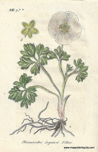 Genuine-Antique-Botanical-Print-Ranunculus-seguieri-Seguier's-buttercup--1806-Jacob-Sturm-Maps-Of-Antiquity