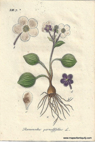 Genuine-Antique-Botanical-Print-Ranunculus-parnassifolius-Parnassus-leaved-Buttercup--1806-Jacob-Sturm-Maps-Of-Antiquity