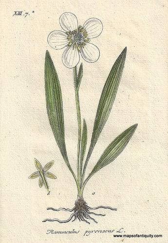 Genuine-Antique-Botanical-Print-Ranunculus-pyrenaeus-Pyrenean-buttercup--1806-Jacob-Sturm-Maps-Of-Antiquity
