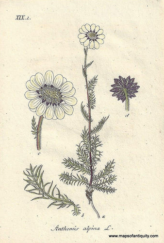 Genuine-Antique-Botanical-Print-Anthemis-alpina-Achillea-oxyloba-or-alpine-sneezewort--1806-Jacob-Sturm-Maps-Of-Antiquity