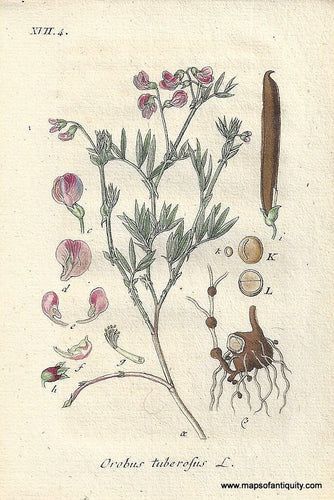 Genuine-Antique-Botanical-Print-Orobus-tuberosus-Lathyrus-linifolius-or-bitter-vetch-or-heath-pea--1806-Jacob-Sturm-Maps-Of-Antiquity