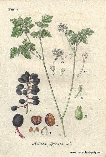 Genuine-Antique-Botanical-Print-Actaea-spicata-baneberry-or-herb-Christopher--1806-Jacob-Sturm-Maps-Of-Antiquity