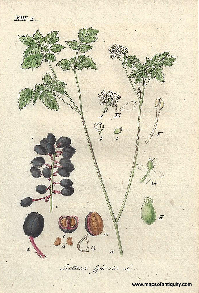 Genuine-Antique-Botanical-Print-Actaea-spicata-baneberry-or-herb-Christopher--1806-Jacob-Sturm-Maps-Of-Antiquity