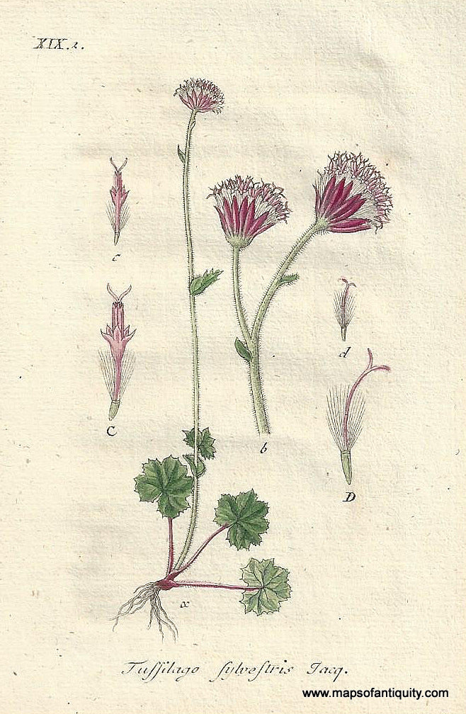 Genuine-Antique-Botanical-Print-Tussilago-sylvestris-Homogyne-sylvestris-or-coltsfoot--1806-Jacob-Sturm-Maps-Of-Antiquity