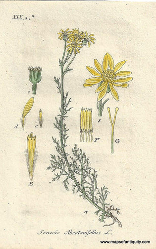 Genuine-Antique-Botanical-Print-Senecio-abrotanifolius-Pinnate-leaved-Ragwort--1806-Jacob-Sturm-Maps-Of-Antiquity