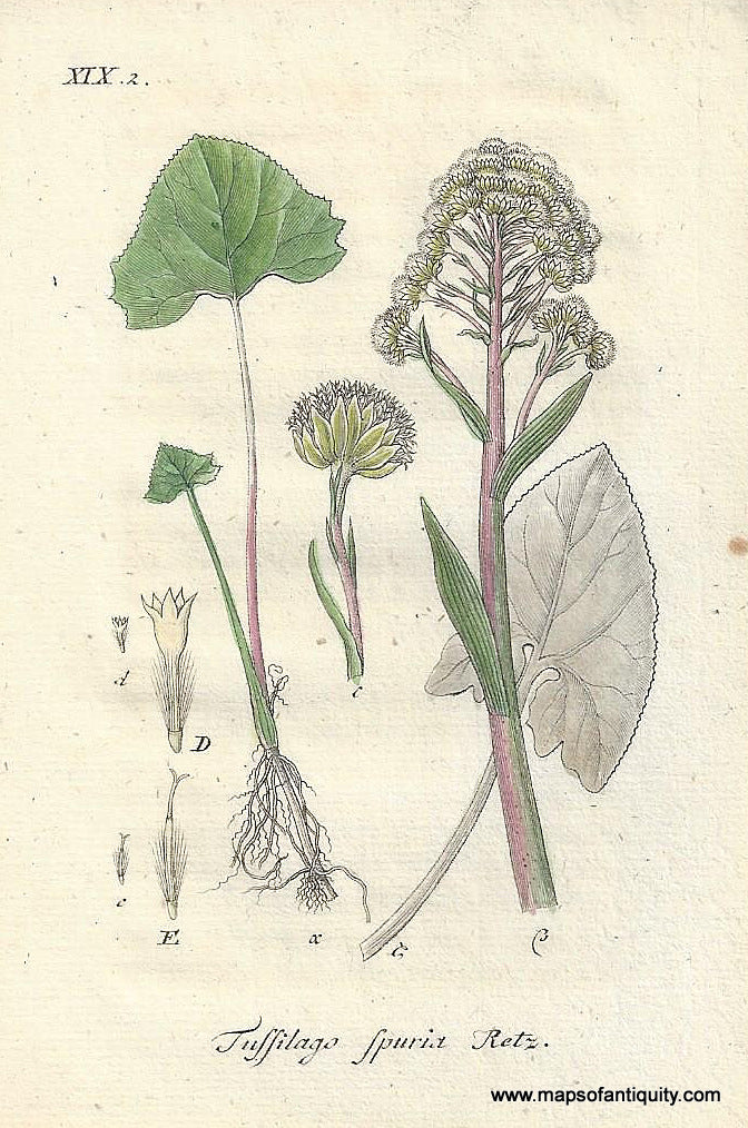 Genuine-Antique-Botanical-Print-Tussilago-spuria-Petasites-spurius-or-Wooly-Butterbur--1806-Jacob-Sturm-Maps-Of-Antiquity