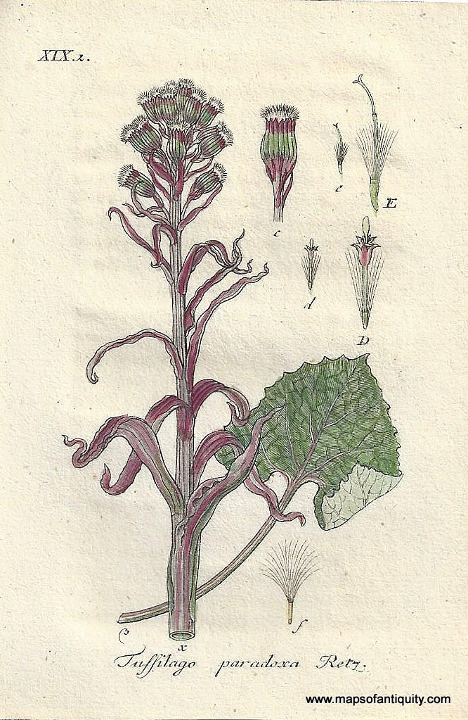 Genuine-Antique-Botanical-Print-Tussilago-paradoxa-Petasites-paradoxus-or-alpine-butterbur--1806-Jacob-Sturm-Maps-Of-Antiquity