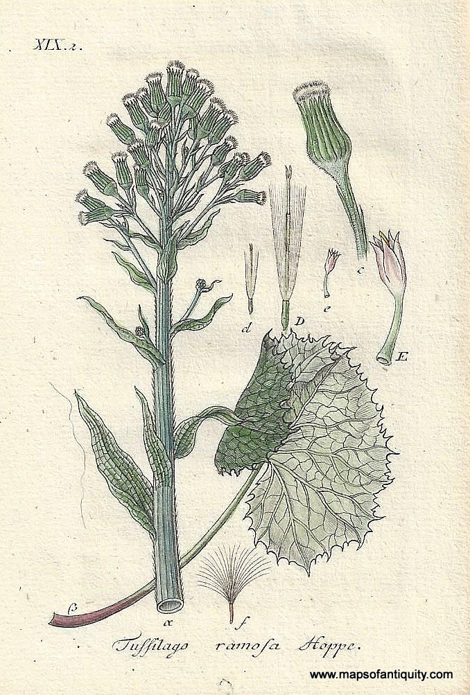 Genuine-Antique-Botanical-Print-Tussilago-ramosa-Petasites-albus-or-white-butterbur--1806-Jacob-Sturm-Maps-Of-Antiquity