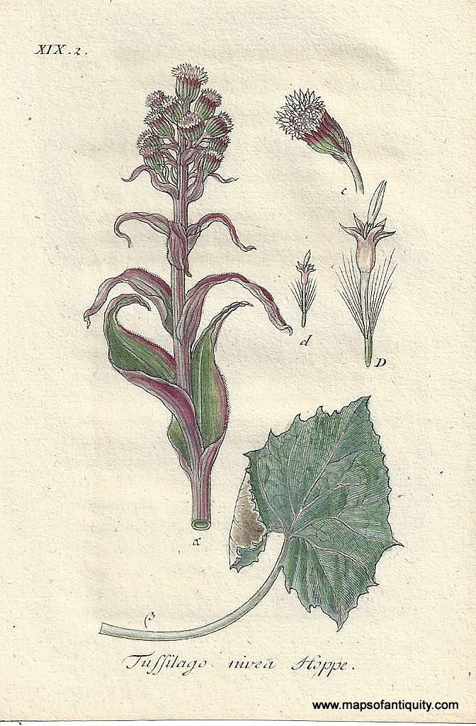 Genuine-Antique-Botanical-Print-Tussilago-nivea-Petasites-paradoxus-or-sweet-coltsfoot--1806-Jacob-Sturm-Maps-Of-Antiquity
