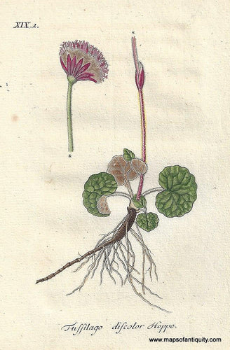 Genuine-Antique-Botanical-Print-Tussilago-discolor-Homogyne-discolor-purple-coltsfoot--1806-Jacob-Sturm-Maps-Of-Antiquity