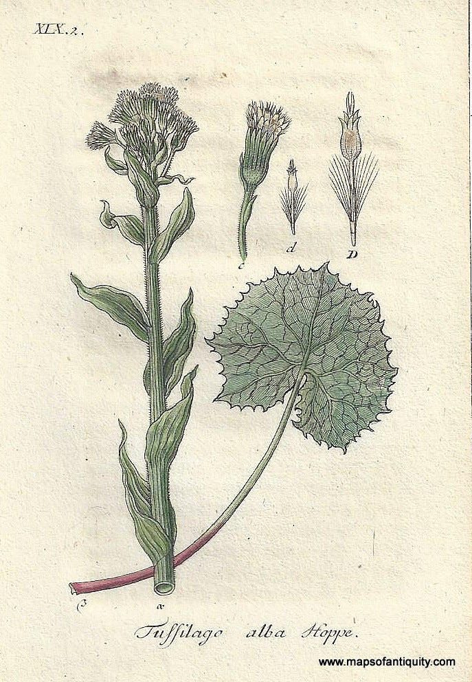 Genuine-Antique-Botanical-Print-Tussilago-alba-Petasites-albus-or-white-butterbur--1806-Jacob-Sturm-Maps-Of-Antiquity