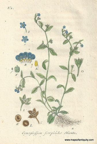 Genuine-Antique-Botanical-Print-Cynoglossum-scorpioides-Memoremea-scorpioides--1806-Jacob-Sturm-Maps-Of-Antiquity